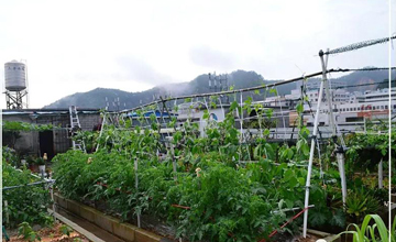 聽說了嗎，多米居然開始搞副業了？